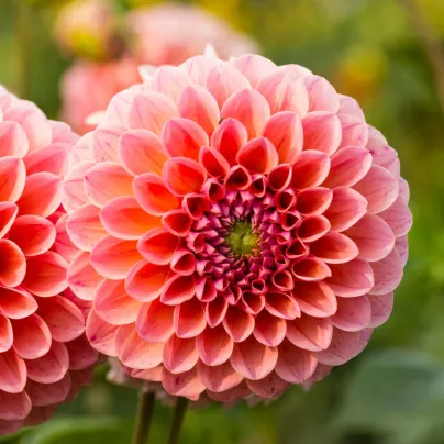 Jiřinka Nathalie G. – Dahlia – pěstování jiřinek