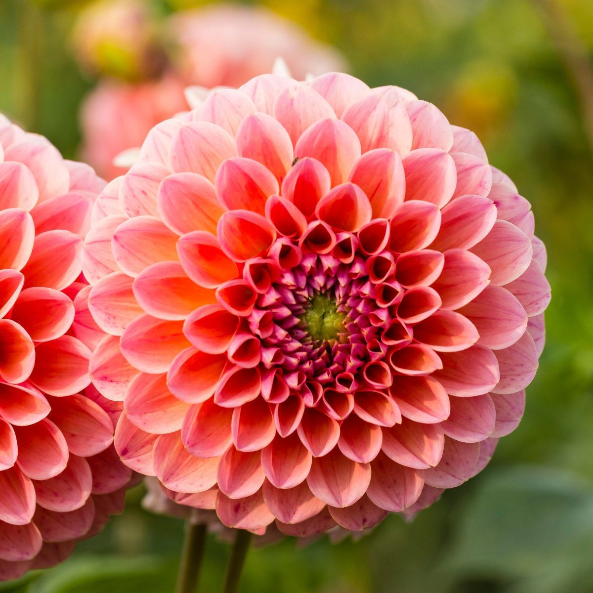 Jiřinka Nathalie G. – Dahlia – pěstování jiřinek