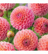 Jiřinka Nathalie G. – Dahlia – pěstování jiřinek