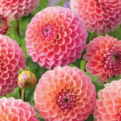 Jiřinka Nathalie G. – Dahlia – pěstování jiřinek