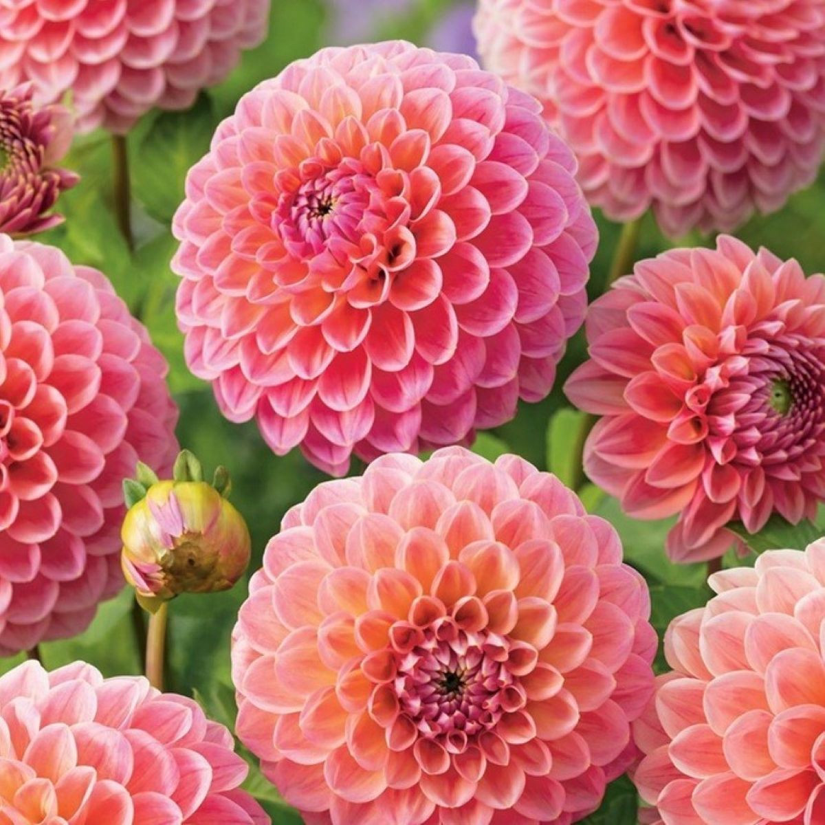 Jiřinka Nathalie G. – Dahlia – pěstování jiřinek
