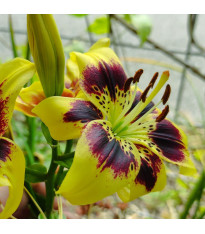 Lilie Pieton – Lilium – lilie – cibule – pěstování