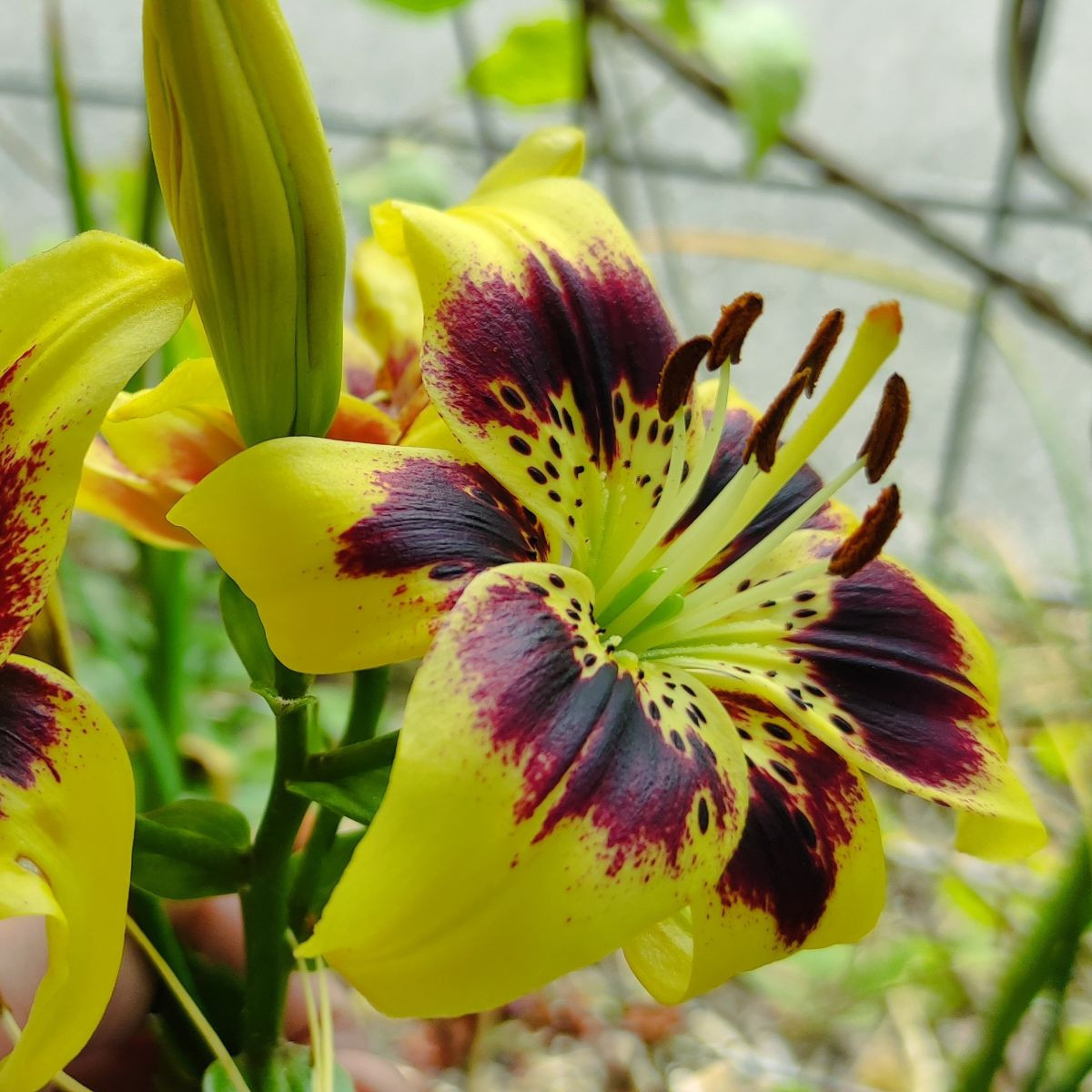 Lilie Pieton – Lilium – lilie – cibule – pěstování