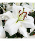 Lilie Casablanca – Lilium – cibulky lilie