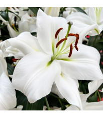 Lilie Casablanca – Lilium – cibulky lilie