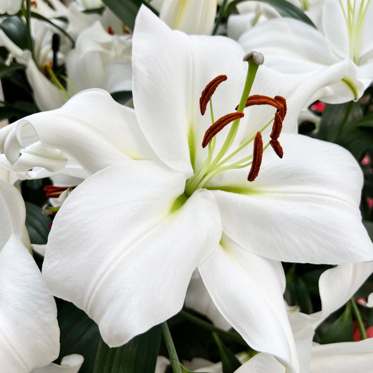 Lilie Casablanca – Lilium – cibulky lilie