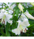 Lilie Casablanca – Lilium – cibulky lilie