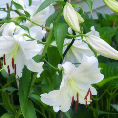 Lilie Casablanca – Lilium – cibulky lilie