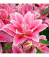 Lilie Lila Cloud – Lilium – cibulky lilie