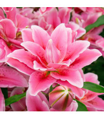 Lilie Lila Cloud – Lilium – cibulky lilie
