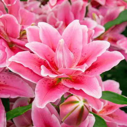 Lilie Lila Cloud – Lilium – cibulky lilie