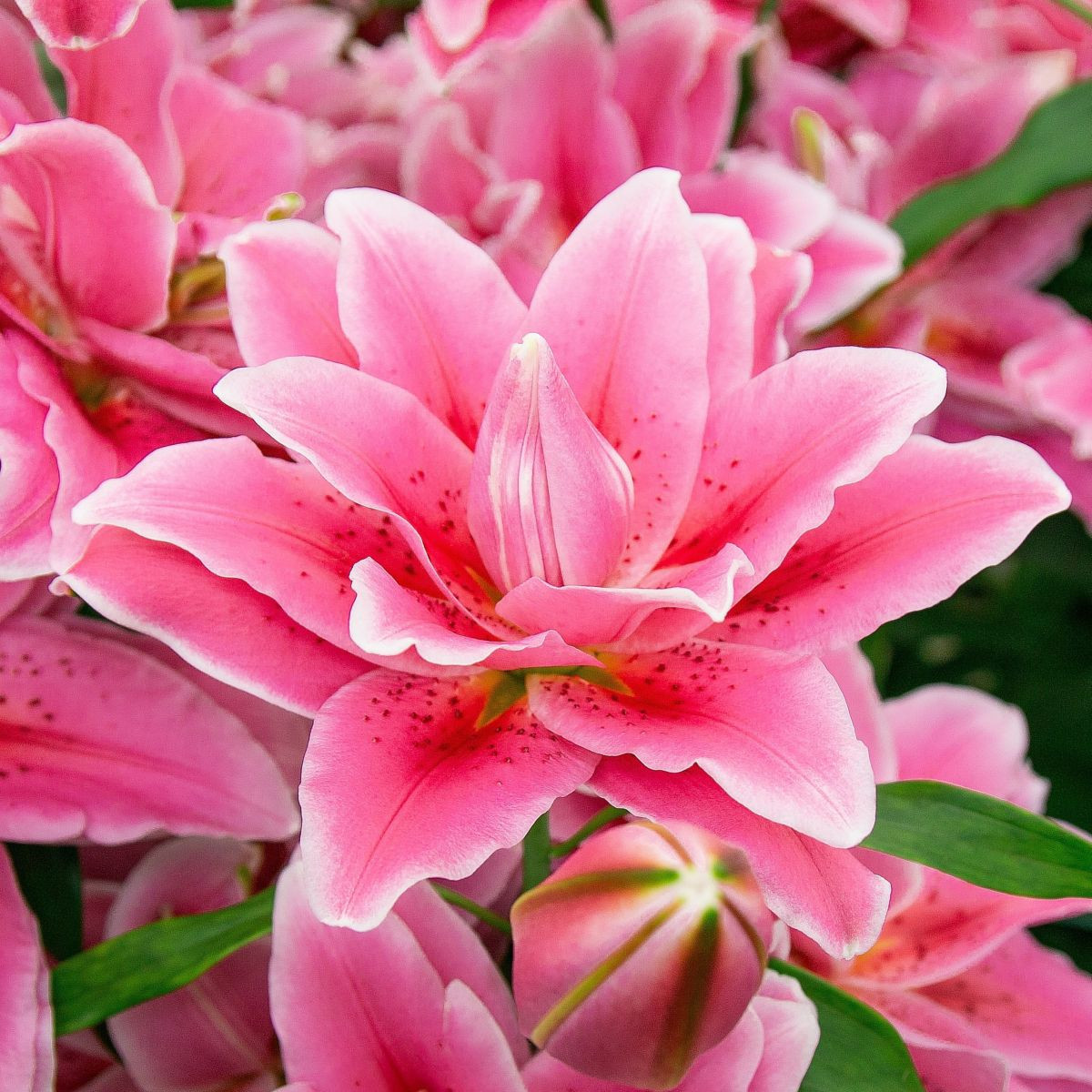 Lilie Lila Cloud – Lilium – cibulky lilie