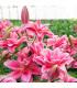 Lilie Lila Cloud – Lilium – cibulky lilie