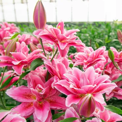 Lilie Lila Cloud – Lilium – cibulky lilie