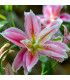 Lilie Sweet Rosy – Lilium – cibulky lilie