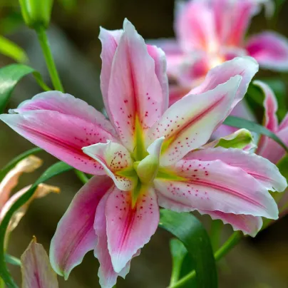 Lilie Sweet Rosy – Lilium – cibulky lilie