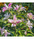 Lilie Sweet Rosy – Lilium – cibulky lilie