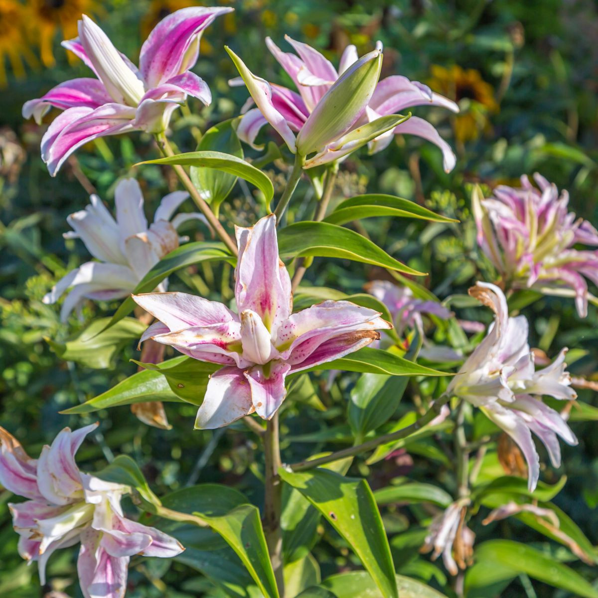 Lilie Sweet Rosy – Lilium – cibulky lilie