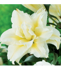 Lilie Roselily Aisha – Lilium – cibule – pěstování lilií