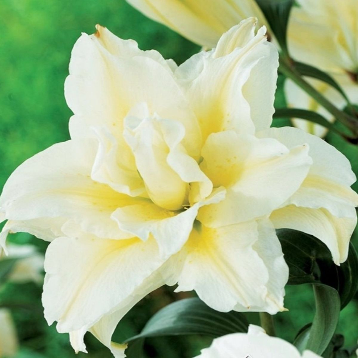 Lilie Roselily Aisha – Lilium – cibule – pěstování lilií