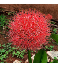 Krvokvět – Scadoxus multiflorus – pěstování okrasných rostlin