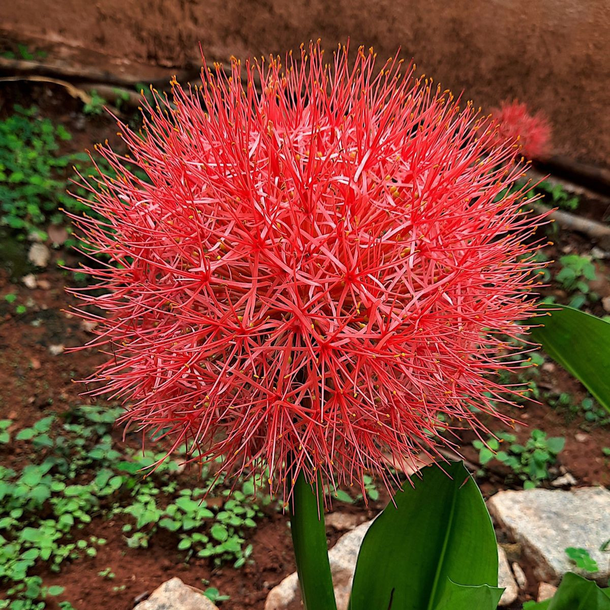 Krvokvět – Scadoxus multiflorus – pěstování okrasných rostlin