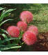 Krvokvět – Scadoxus multiflorus – pěstování okrasných rostlin