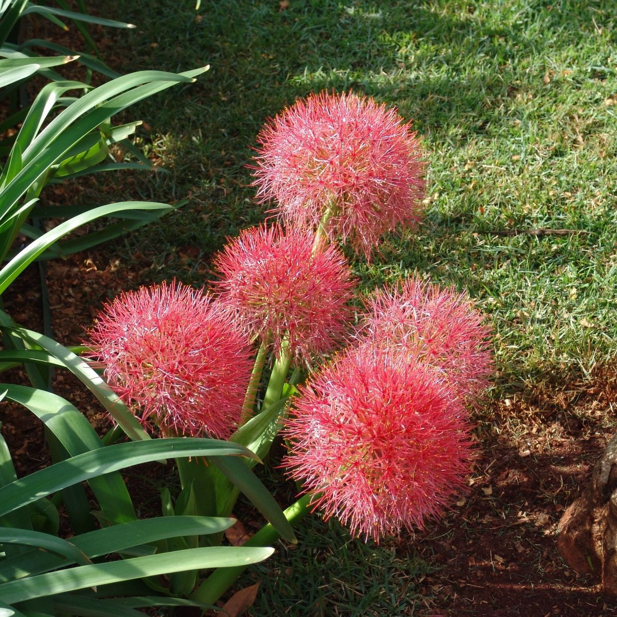 Krvokvět – Scadoxus multiflorus – pěstování okrasných rostlin