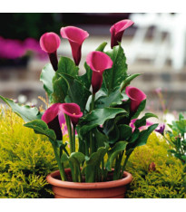 Kala Rose Queen - Zantedeschia - prodej cibulovin