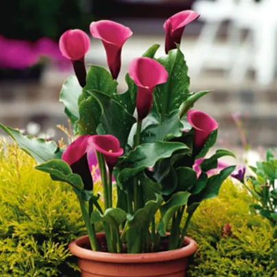 Kala Rose Queen - Zantedeschia - prodej cibulovin