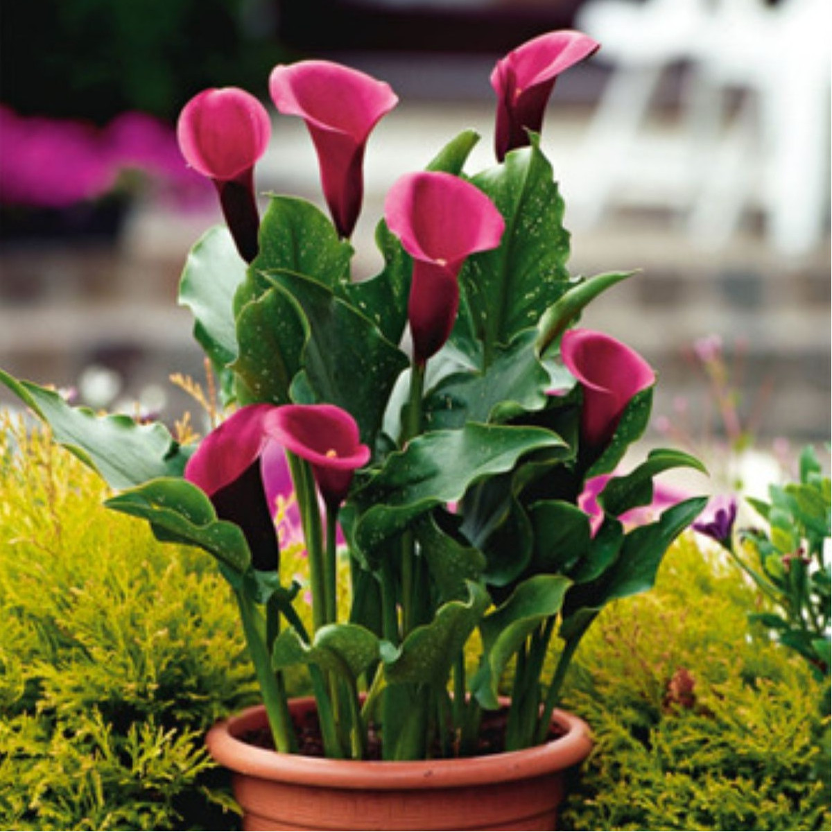 Kala Rose Queen - Zantedeschia - prodej cibulovin