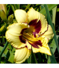 Denivka El Desperado – Hemerocallis – pěstování okrasných květů