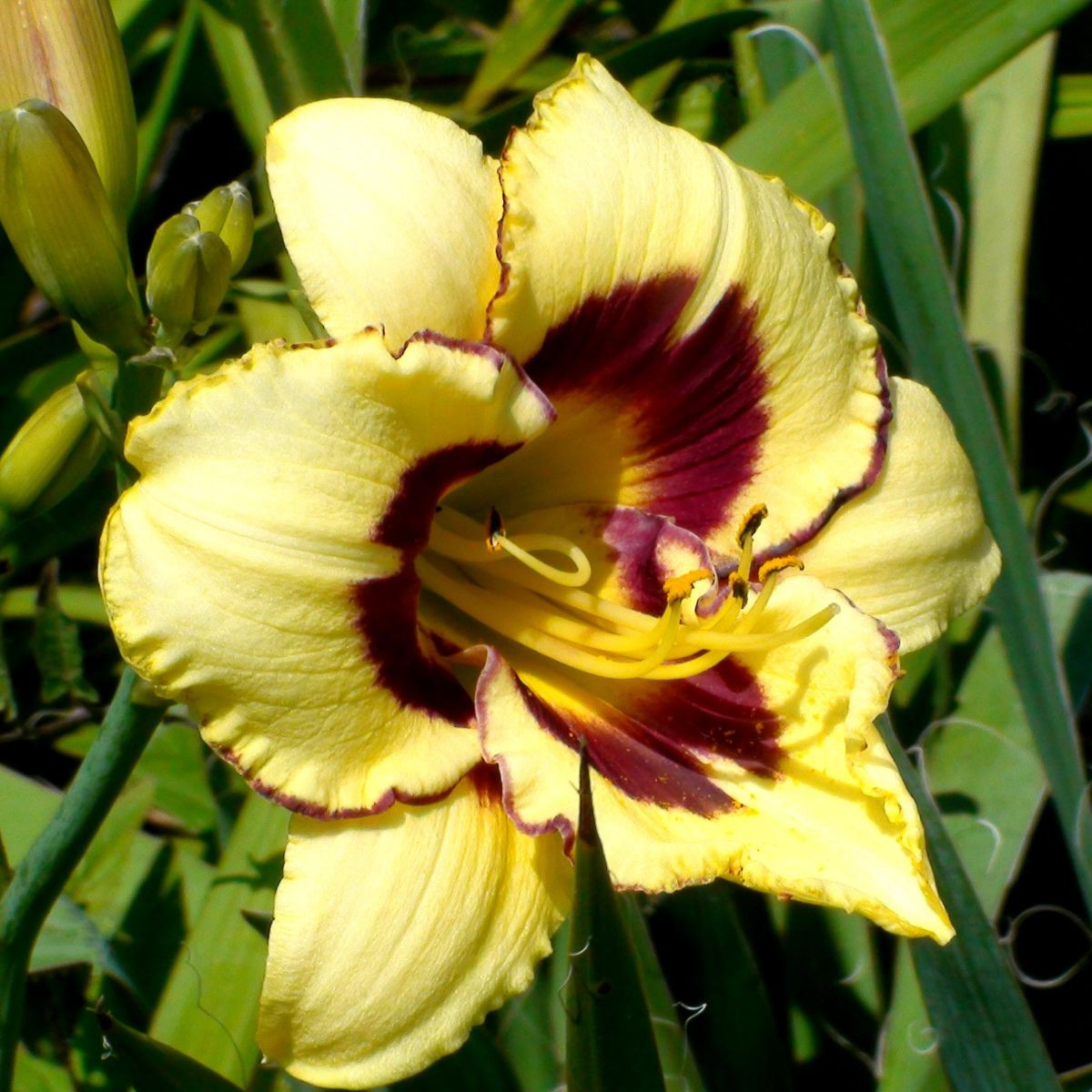 Denivka El Desperado – Hemerocallis – pěstování okrasných květů