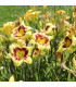 Denivka El Desperado – Hemerocallis – pěstování okrasných květů