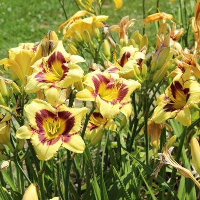 Denivka El Desperado – Hemerocallis – pěstování okrasných květů