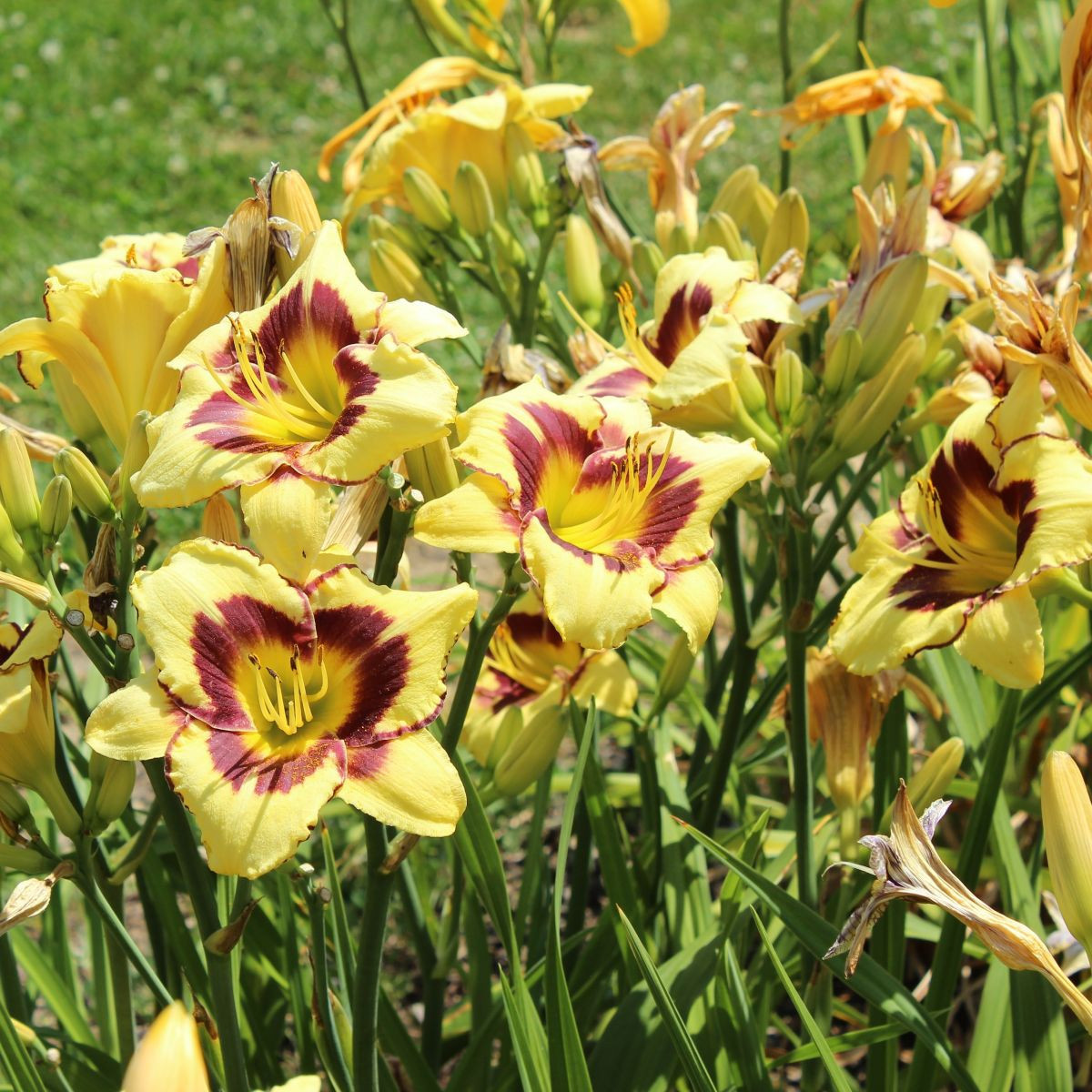 Denivka El Desperado – Hemerocallis – pěstování okrasných květů