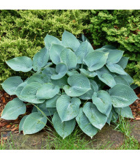 Bohyška – Hosta Blue Angel – prodej hlíz