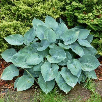 Bohyška – Hosta Blue Angel – prodej hlíz
