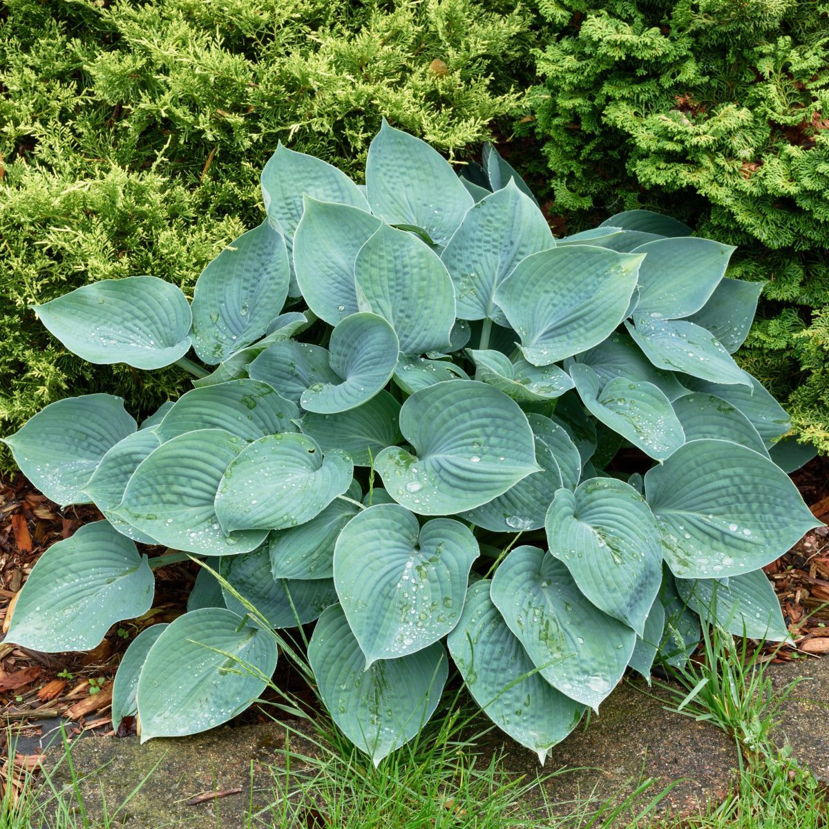 Bohyška – Hosta Blue Angel – prodej hlíz