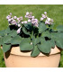 Bohyška – Hosta Mouse Ears – prodej hlíz