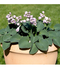 Bohyška – Hosta Mouse Ears – prodej hlíz