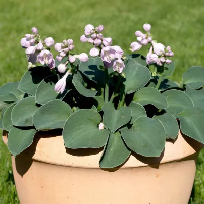 Bohyška – Hosta Mouse Ears – prodej hlíz