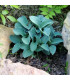 Bohyška – Hosta Mouse Ears – prodej hlíz