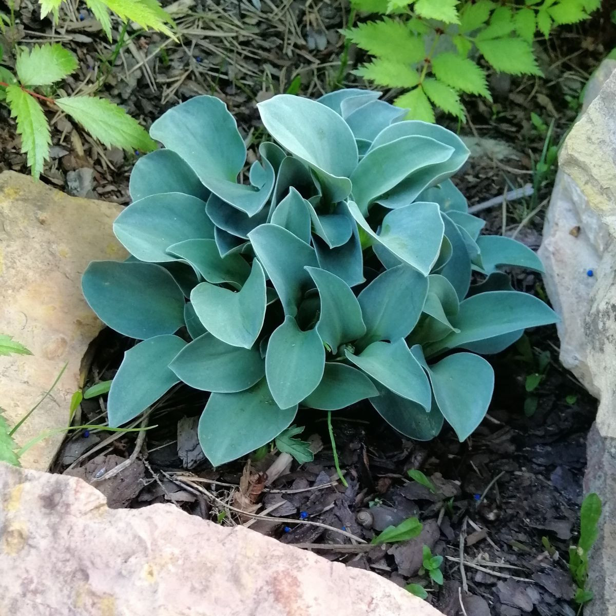 Bohyška – Hosta Mouse Ears – prodej hlíz
