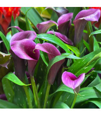 Kala Purple Sensation – Zantedeschia – pěstování okrasných cibulovin