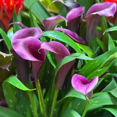 Kala Purple Sensation – Zantedeschia – pěstování okrasných cibulovin