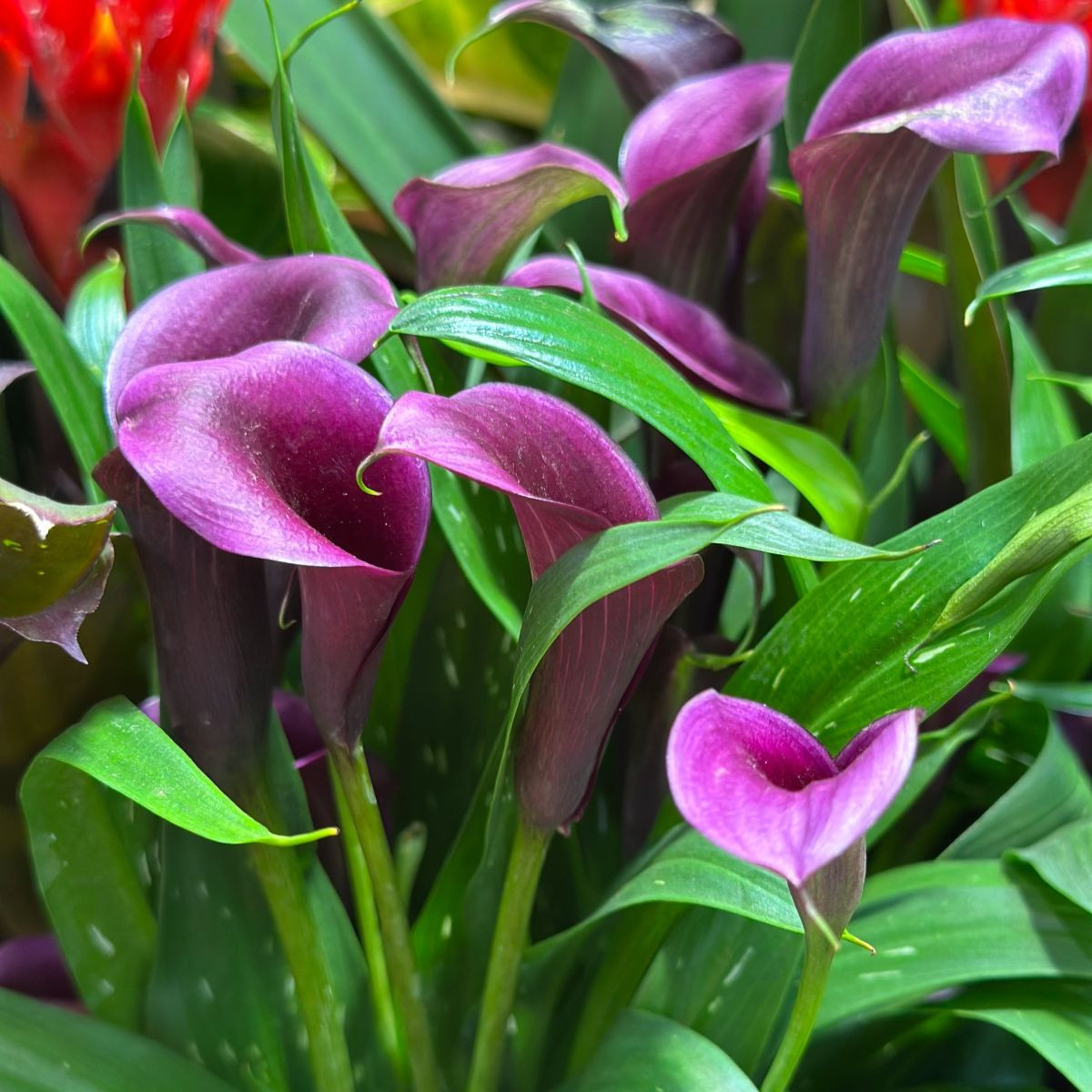 Kala Purple Sensation – Zantedeschia – pěstování okrasných cibulovin