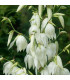Juka vláknitá – Yucca filamentosa – hlíza – pěstování