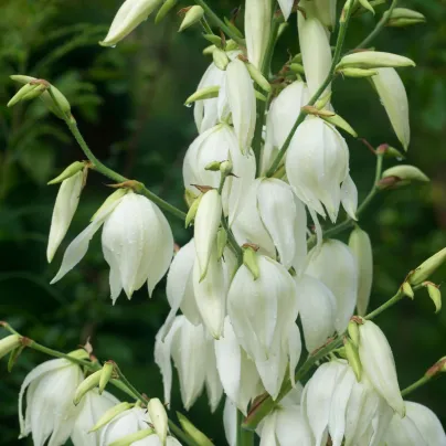 Juka vláknitá – Yucca filamentosa – hlíza – pěstování
