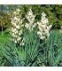 Juka vláknitá – Yucca filamentosa – hlíza – pěstování